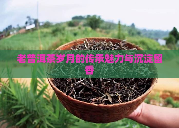 老普洱茶岁月的