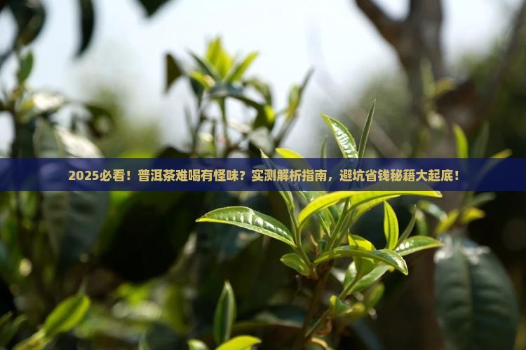 普洱茶难喝有怪味