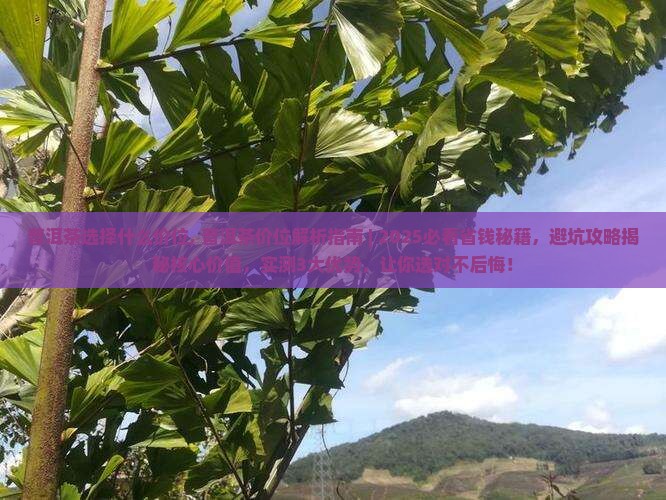 普洱茶选择什么价位