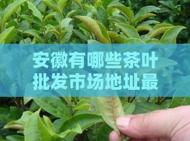 安徽有哪些茶叶批发市场