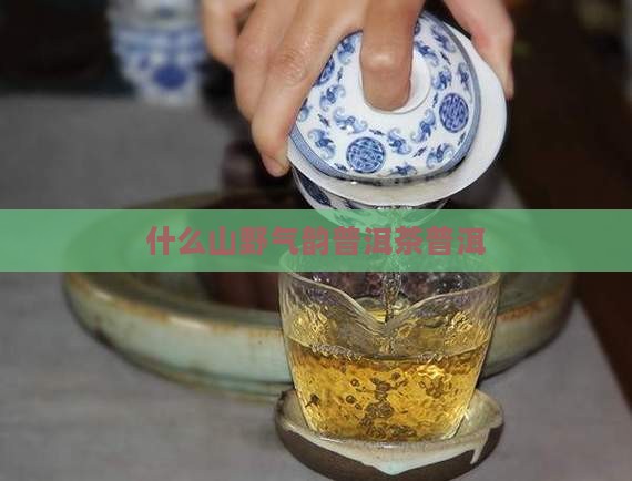 山野气韵普洱茶