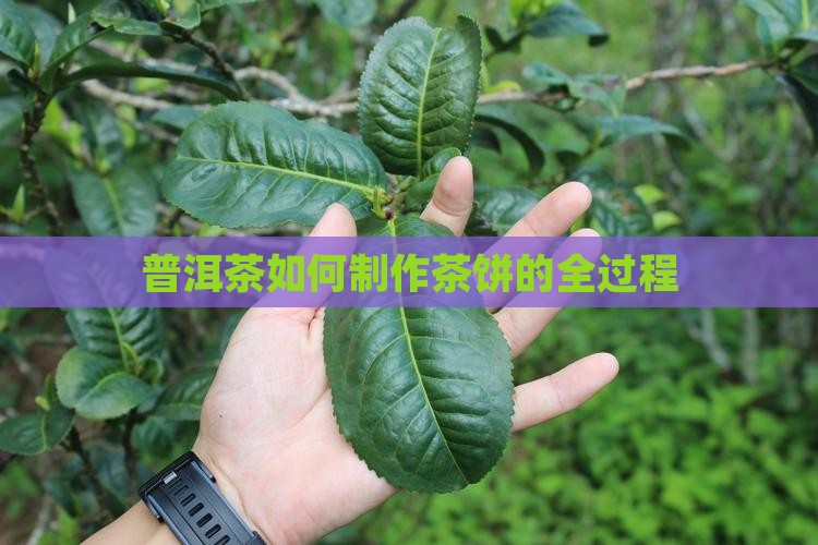 普洱茶如何烧制的茶饼