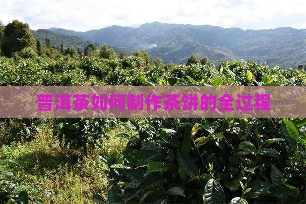 普洱茶如何烧制的茶饼