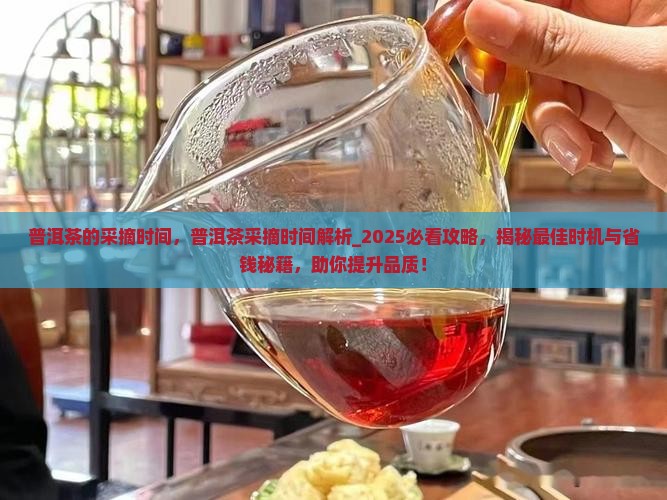 普洱茶的采摘时间