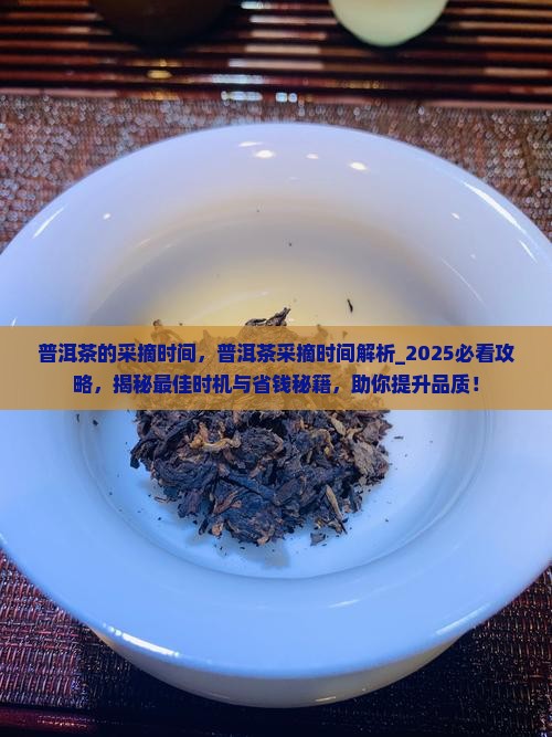 普洱茶的采摘时间