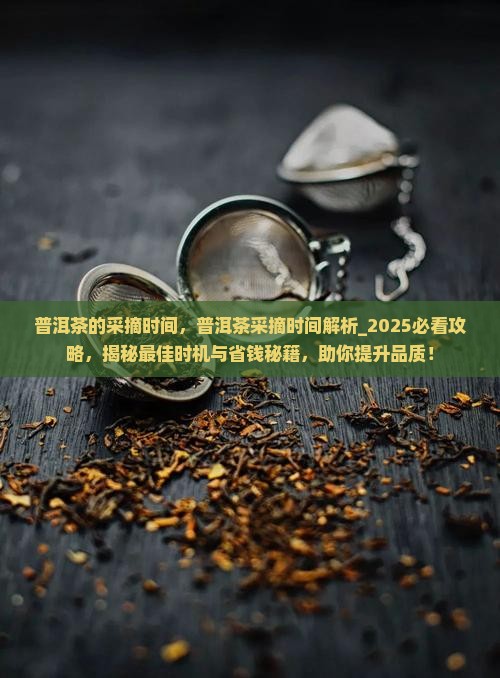 普洱茶的采摘时间