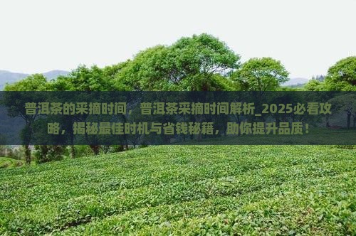 普洱茶的采摘时间