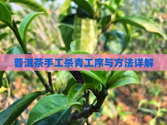 普洱茶怎么手工杀青