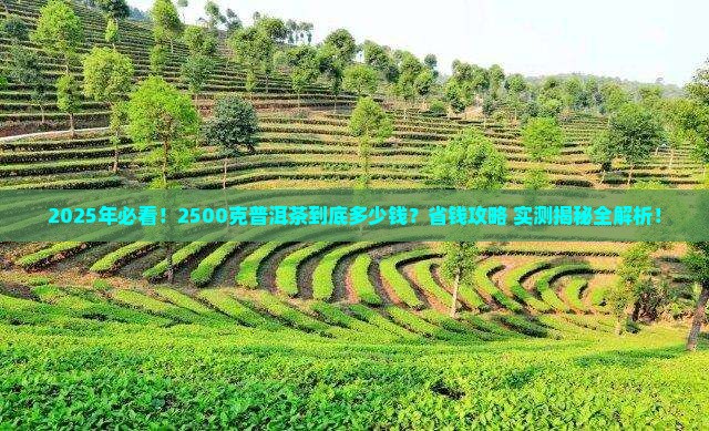 2500克普洱茶多少钱
