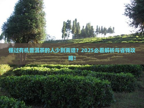 懂过有机普洱茶的人多吗