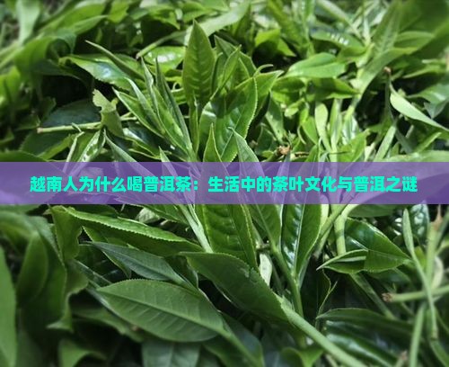 越南人为什么要喝普洱茶