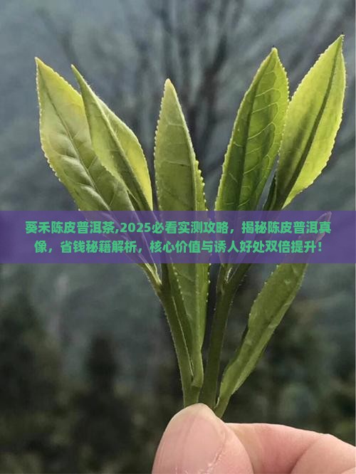 葵禾陈皮普洱茶