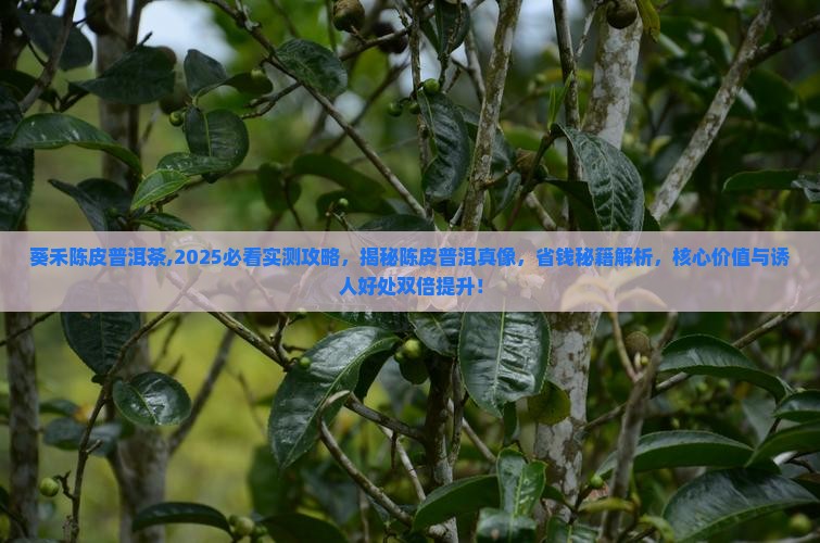 葵禾陈皮普洱茶