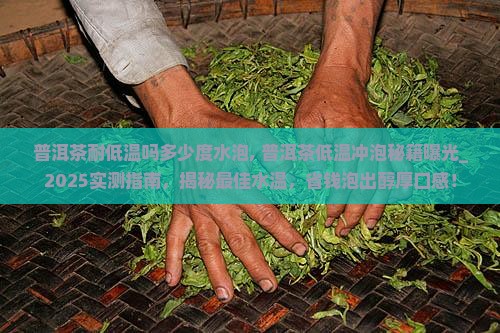 普洱茶耐低温吗多少度水泡