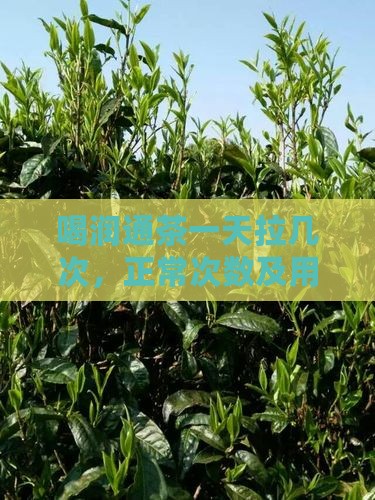 喝润通茶一天拉几次