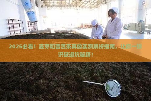 麦芽和普洱茶的区别是什么