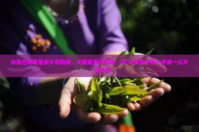 冰岛古树茶是多少年的