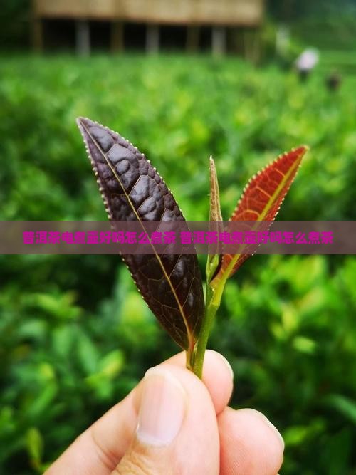 普洱茶电煮壶好吗怎么煮茶