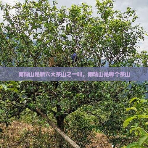 南糯山是新六大茶山