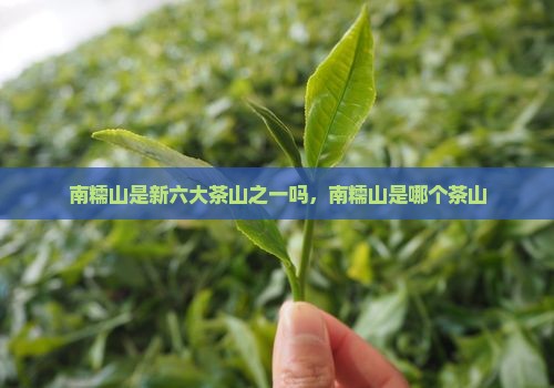 南糯山是新六大茶山