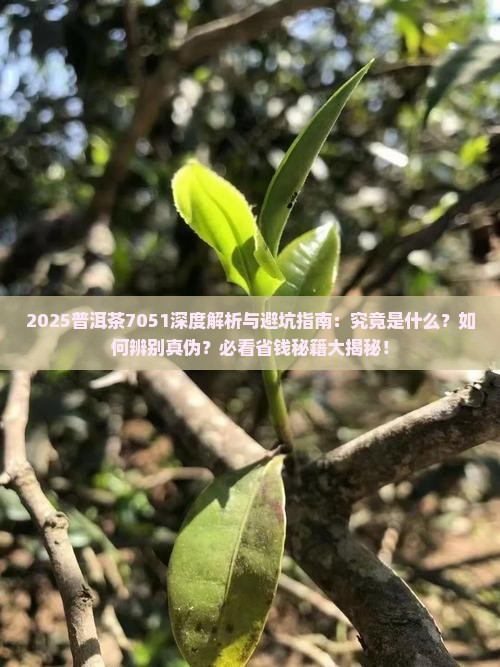 普洱茶7051是什么意思