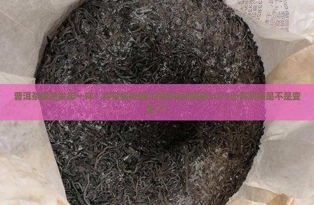 普洱茶像是发霉一样 普洱茶像是发霉一样