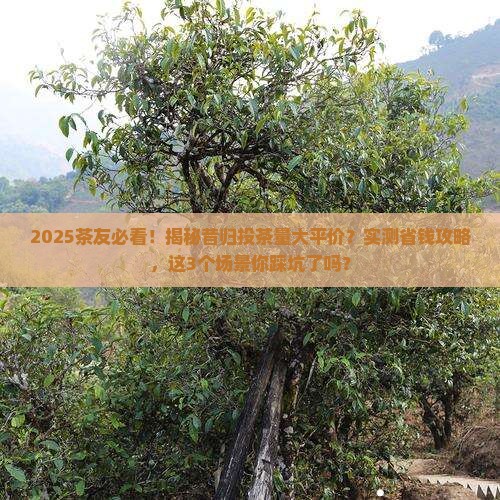 昔归投茶量大平价