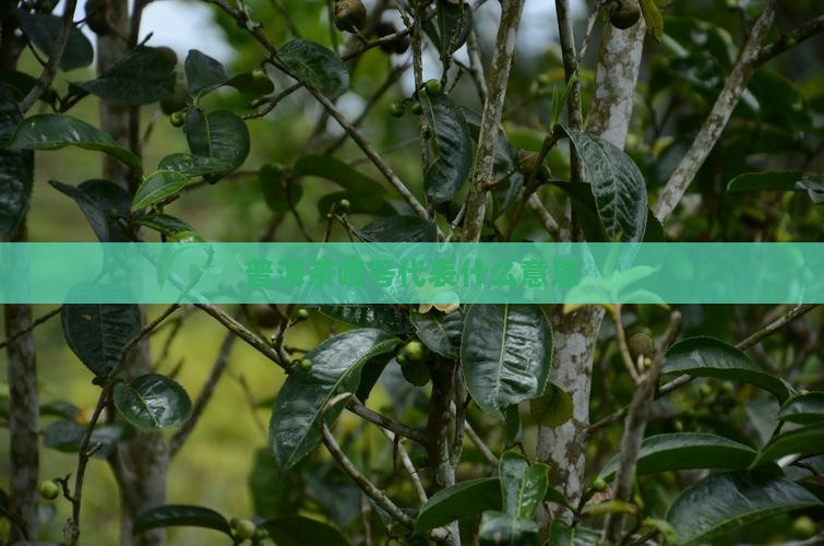 普洱茶唛号代表什么意思