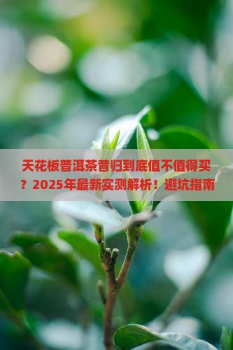 天花板普洱茶昔归