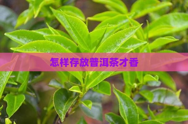怎样存放普洱茶才香