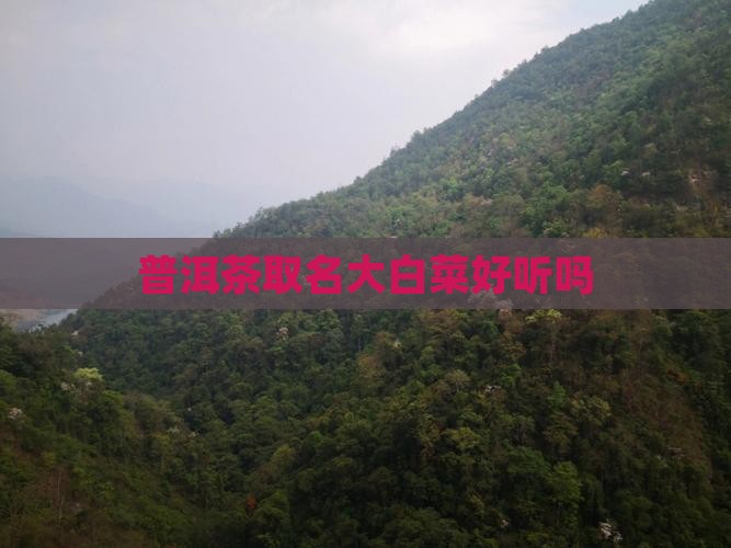 普洱茶取名大白菜好听吗