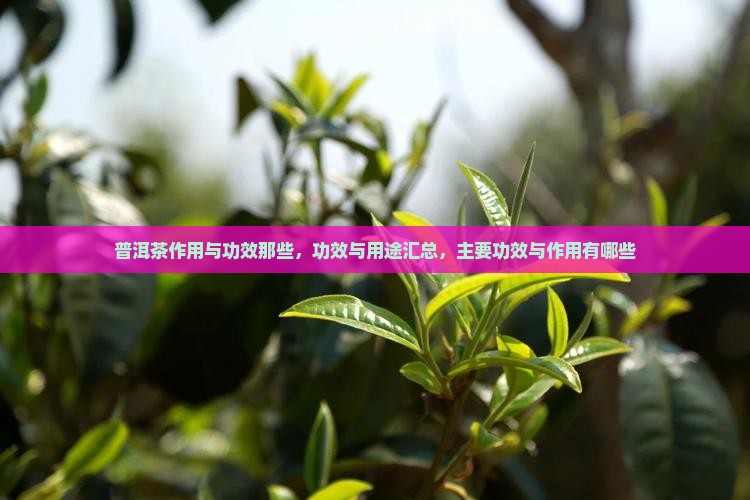 普洱茶作用与功效那些