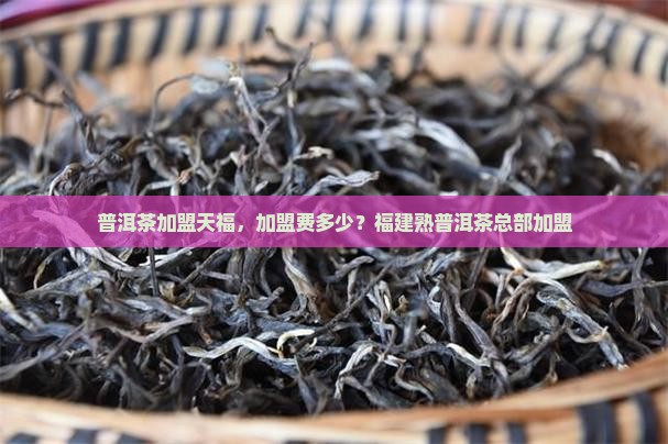 福建熟普洱茶总部加盟