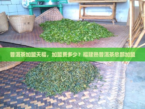 福建熟普洱茶总部加盟
