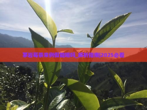 茅岩莓茶来例假能喝吗