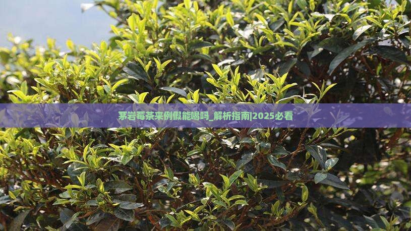茅岩莓茶来例假能喝吗