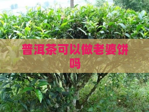 普洱茶可以做老婆饼吗