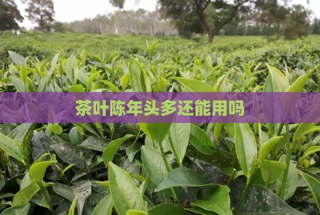 茶叶陈年头多还能用吗