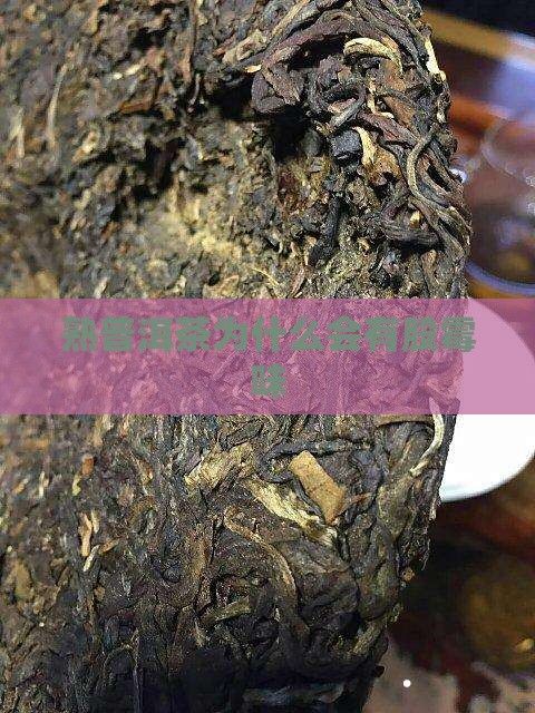 熟普洱茶为什么会有股霉味