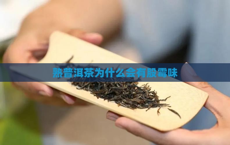 熟普洱茶为什么会有股霉味
