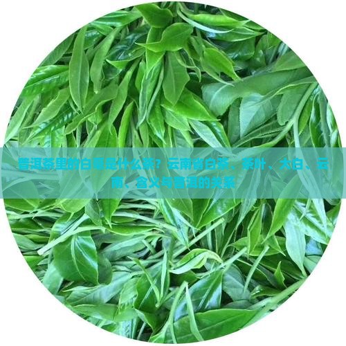 普洱茶里的白毫是什么茶