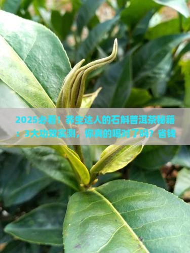 石斛普洱熟茶石斛普洱茶的功效