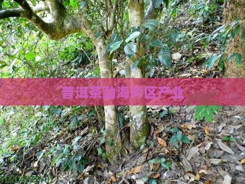 普洱茶勐海片区产业