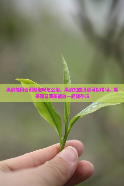 黑茶能用普洱茶泡吗怎么泡