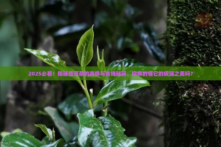 极端之美普洱茶