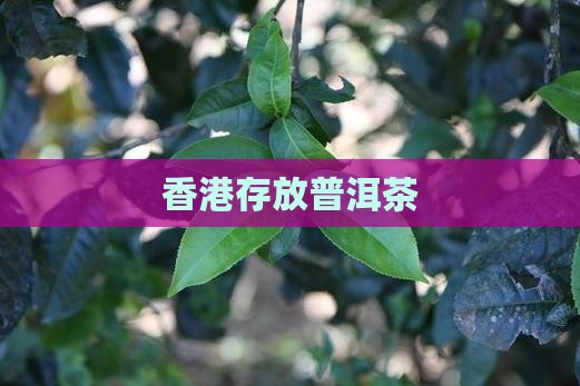 香港存放普洱茶