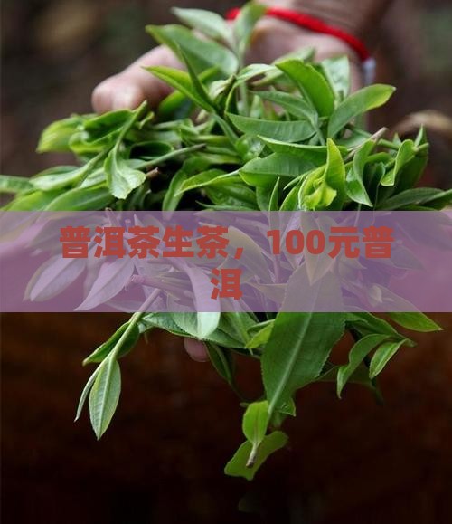 100元普洱茶生茶