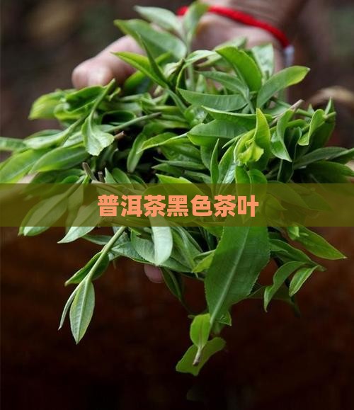 普洱茶黑色茶叶