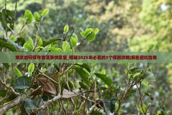 南京如何保存普洱茶饼质量