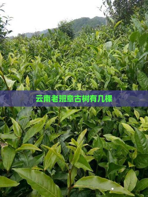 云南老班章古树有几棵